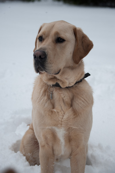 Oscar, a golden labrador / retriever cross sitting in the snow looking to the viewers left