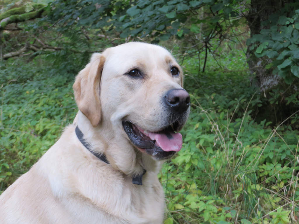 Our golden labrador retriever "Oscar" sitting looking at us with woodland in the background.