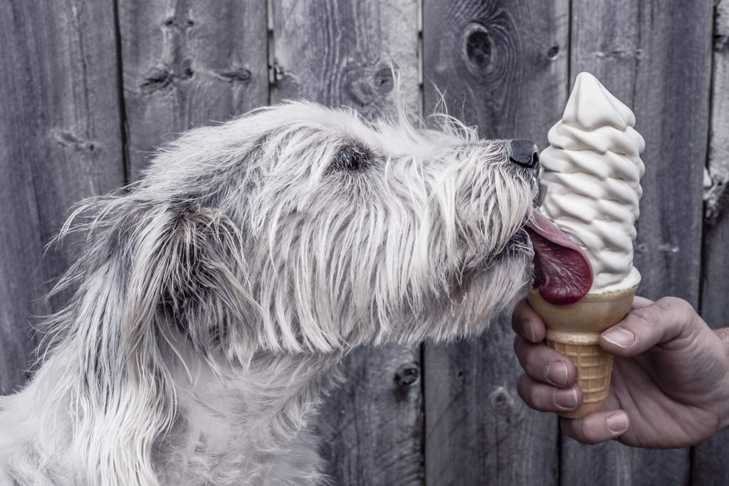 White shaggy dog standing in front of grey wooden fence licking a large ice cream