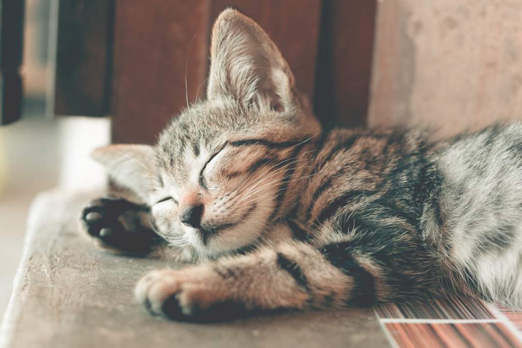 Close up of sleeping tabby kitten lying on the carpet